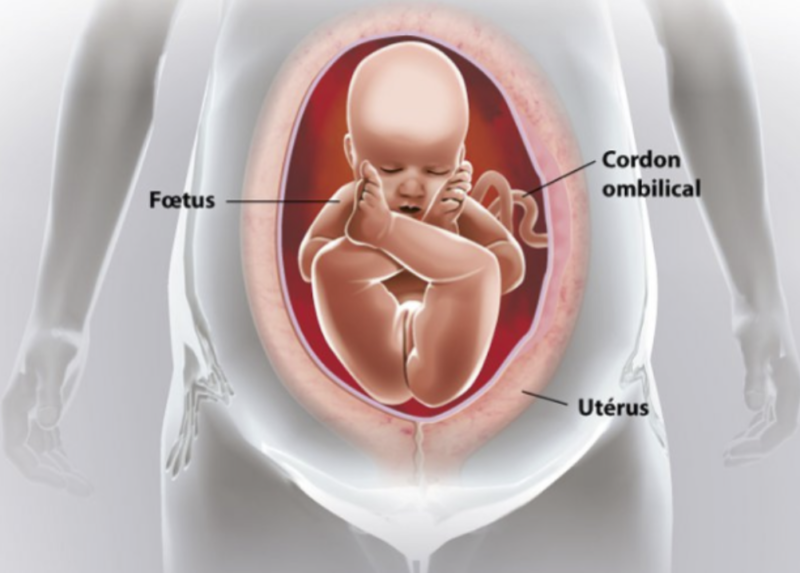 Les Différentes Positions Du Foetus Intra Uterin Ostéopathe à Brest 