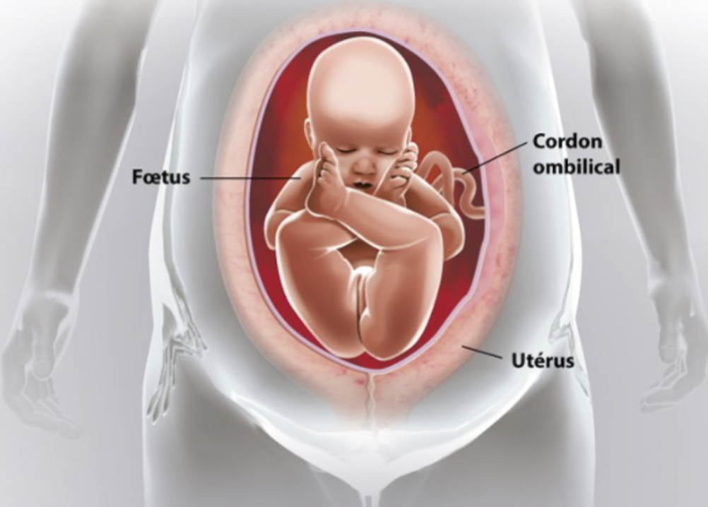 Les Differentes Positions Du Foetus Intra Uterin Alicia Muzzolini Osteopathe