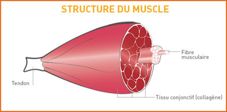 structure-du-muscle